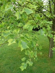Tulipanowiec amerykański (Lirodendron tulipifera) Aureomarginatum c4 zdjęcie 2