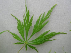 Klon palmowy szczepiony (Acer palm.) Dissectum c4 zdjęcie 2