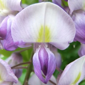 Glicynia (Wisteria) Royal Purple zdjęce 4