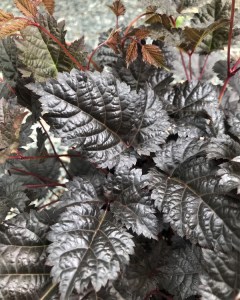 Tawułka pojedynczolistna (Astilbe simplicifolia) Chocolate Shogun c1 zdjęcie 2