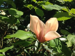 Magnolia Flamingo c3 zdjęcie 2