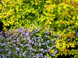 Kolkwicja chińska (Kolkwitzia amabilis) Maradco c2 zdjęcie 2