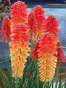 Trytoma (Kniphofia) Poco Sunset zdjęcie 2