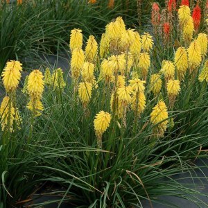 Trytoma (Kniphofia) Poco Yellow zdjęcie 2