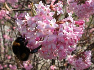 Kalina bodneńska (Viburnum bodnanense) Dawn c2 zdjęcie 2