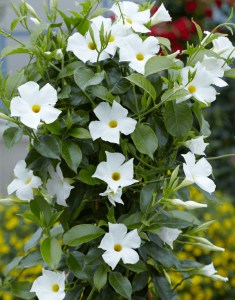 Sandewilla (Sundaville, dipladenia) Classic Pearl zdjęcie 2