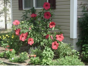 Hibiskus bylinowy (Hibiscus moscheutos) Robert Fleming zdjęcie 5