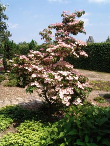 Dereń kousa (Cornus kousa) Satomi c2 zdjęcie 2