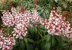 Pieris japoński (Pieris japonica) Bonfire zdjęcie 2