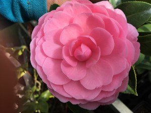 Kamelia japońska (Camelia japonica) E.G. Waterhouse zdjęcie 3