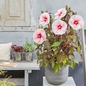 Hibiskus bylinowy (Hibiscus moscheutos) Carousel Jolly Heart zdjęcie 2