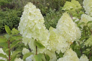 Hortensja bukietowa (Hydrangea) Moonlight na pniu c3 zdjęcie 4