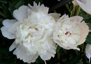 Piwonia drzewiasta (Paeonia suffruticosa) odm. chińska biała zdjęcie 2