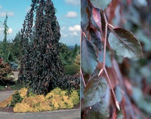 Buk pospolity (Fagus sylvatica) Purple Fountain c4 zdjęcie 2