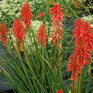 Trytoma (Kniphofia) Redhot Popsicle zdjęcie 2