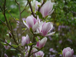Magnolia Fragrant Cloud c3 zdjęcie 2