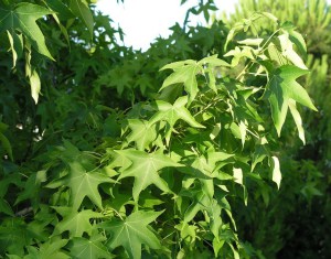 Ambrowiec amerykański (Liquidambar) c3 zdjęcie 2