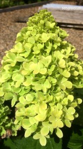 Hortensja bukietowa (Hydrangea) Mojito c2 zdjęcie 2
