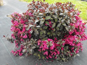 Krzewuszka (Weigela) Minor Black c2 zdjęcie 2