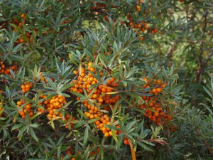 Rokitnik zwyczajny, pospolity (Hippophae rhamnoides) c2 zdjęcie 3