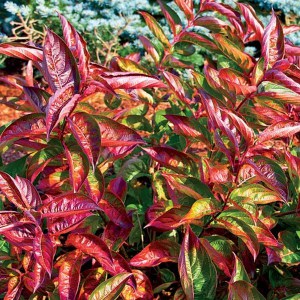 Krzewuszka (Weigela) Wings of Fire sadzonka zdjęcie 2