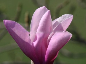 Magnolia George Henry Kern c4 zdjęcie 2