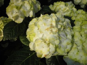 Hortensja ogrodowa (Hydrangea) Caipirinha c3 zdjęcie 2