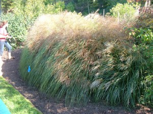 Miskant chiński (Miscanthus sinensis) Gracillimus zdjęcie 5