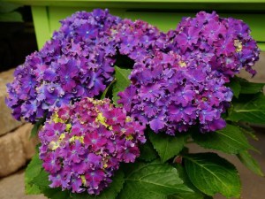 'Hortensja ogrodowa (Hydrangea) Curly Sparkle c3 zdjęcie 2' Hortensja ogrodowa (Hydrangea) Curly Sparkle c3 zdjęcie 2