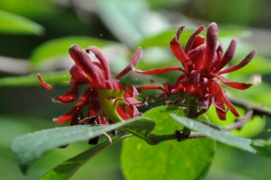 Kielichowiec wonny (Calycanthus floridus) Ferox c2 zdjęcie 1