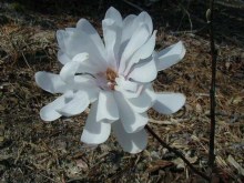 Magnolia gwiaździsta Royal Star  c3 zdjęcie 2