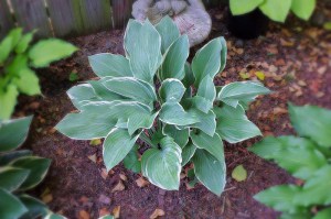 Funkia (Hosta) Tom Schmid sadzonka zdjęcie 1