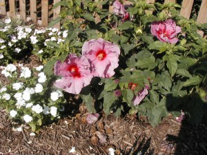 Hibiskus bylinowy (Hibiscus moscheutos) Fantasia zdjęcie 2