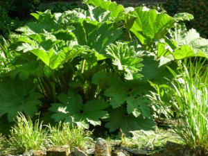 Gunera olbrzymia, parzeplin (Gunnera manicata) 2