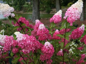 Hortensja bukietowa (Hydrangea) Fraise Melba c2 zdjęcie 2