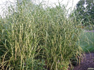 Miskant chiński (Miscanthus sinensis) Zebrinus zdjęcie 2
