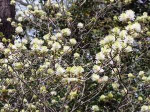 Fotergilla większa (Fothergilla major) zdjęcie 2