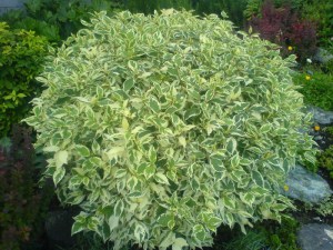 Dereń biały (Cornus alba) Elegantissima c2 zdjęcie 2