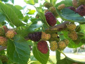 Morwa czarna (Morus nigra) jadalne owoce zdjęcie 1