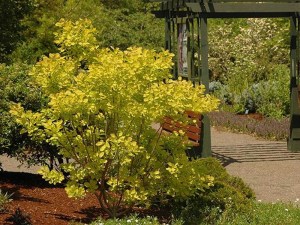 'Perukowiec podolski (Cotinus coggygria) Golden Spirit zdjęcie 2' Perukowiec podolski (Cotinus coggygria) Golden Spirit zdjęcie 2