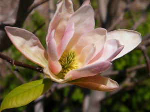 Magnolia Coral Lake c4 zdjęcie 2