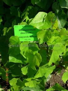 Miesięcznik dahurski (Menispermum davuricum) c2 zdjęcie 3