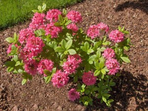 Azalia wielkokwiatowa (Azalea) Homebush c3 zdjęcie 2