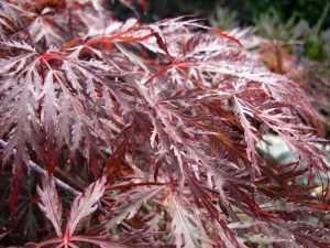 Klon palmowy szczepiony (Acer palm.) Inaba Shidare c4 zdjęcie 3