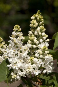 Bez - lilak pospolity (Syringa) Miss Ellen Willmott c2 zdjęcie 2