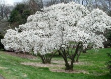 Magnolia gwiaździsta biała (Magnolia stellata) c2 zdjęcie 2