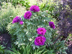 Piwonia drzewiasta (Paeonia suffruticosa) odm. chińska purpurowa zdjęcie 2