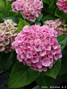 Hortensja ogrodowa (Hydrangea macrophylla) Coral sadzonka 4