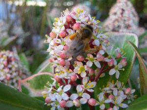 Skimia japońska (Skimmia japonica) Rubella zdjęcie 2