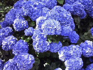Hortensja ogrodowa niebieska (Hydrangea macrophylla) Nikko Blue zdjęcie 2